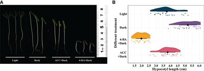 Exogenous 6-BA inhibited hypocotyl elongation under darkness in Picea crassifolia Kom revealed by transcriptome profiling